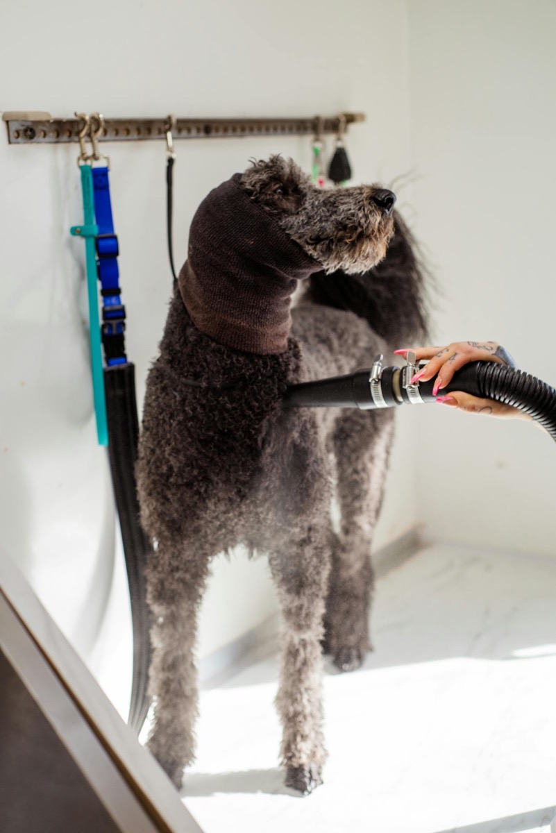 Blow-dry finish visual for Prairie Paws