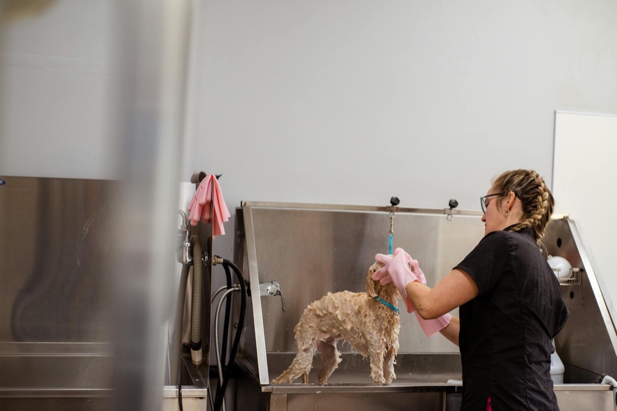 Prairie Paws Mobile Grooming Co. demo preview