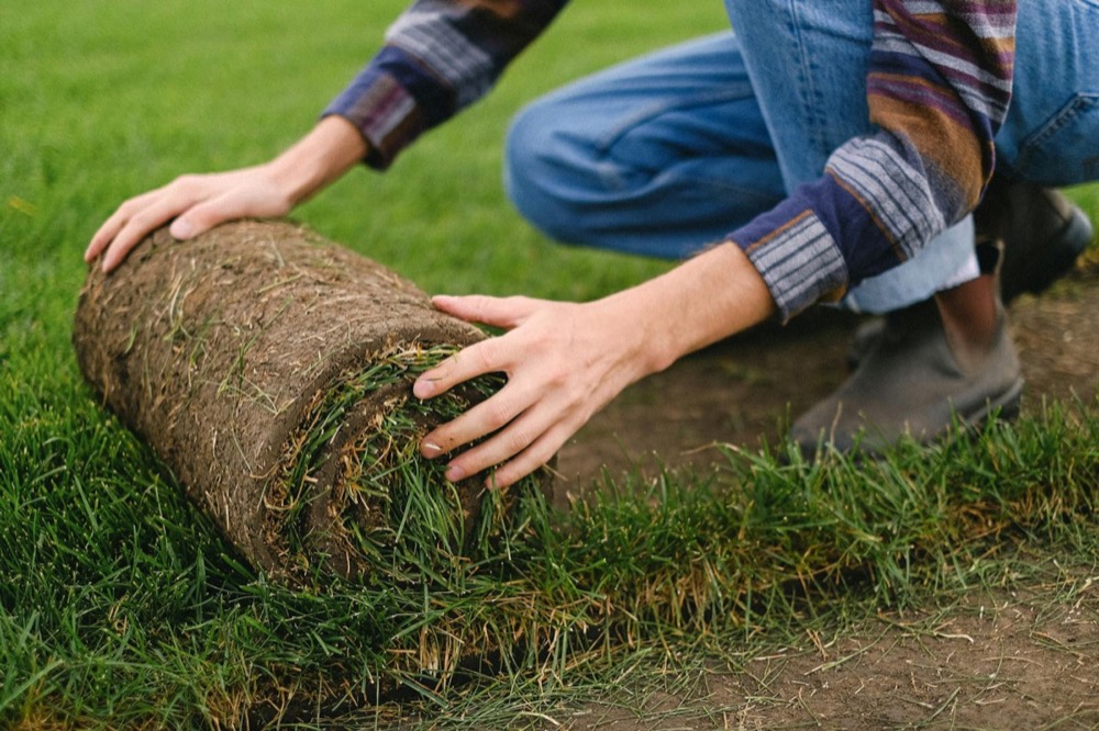 Patchy lawn to aerated and overseeded turf before style visual