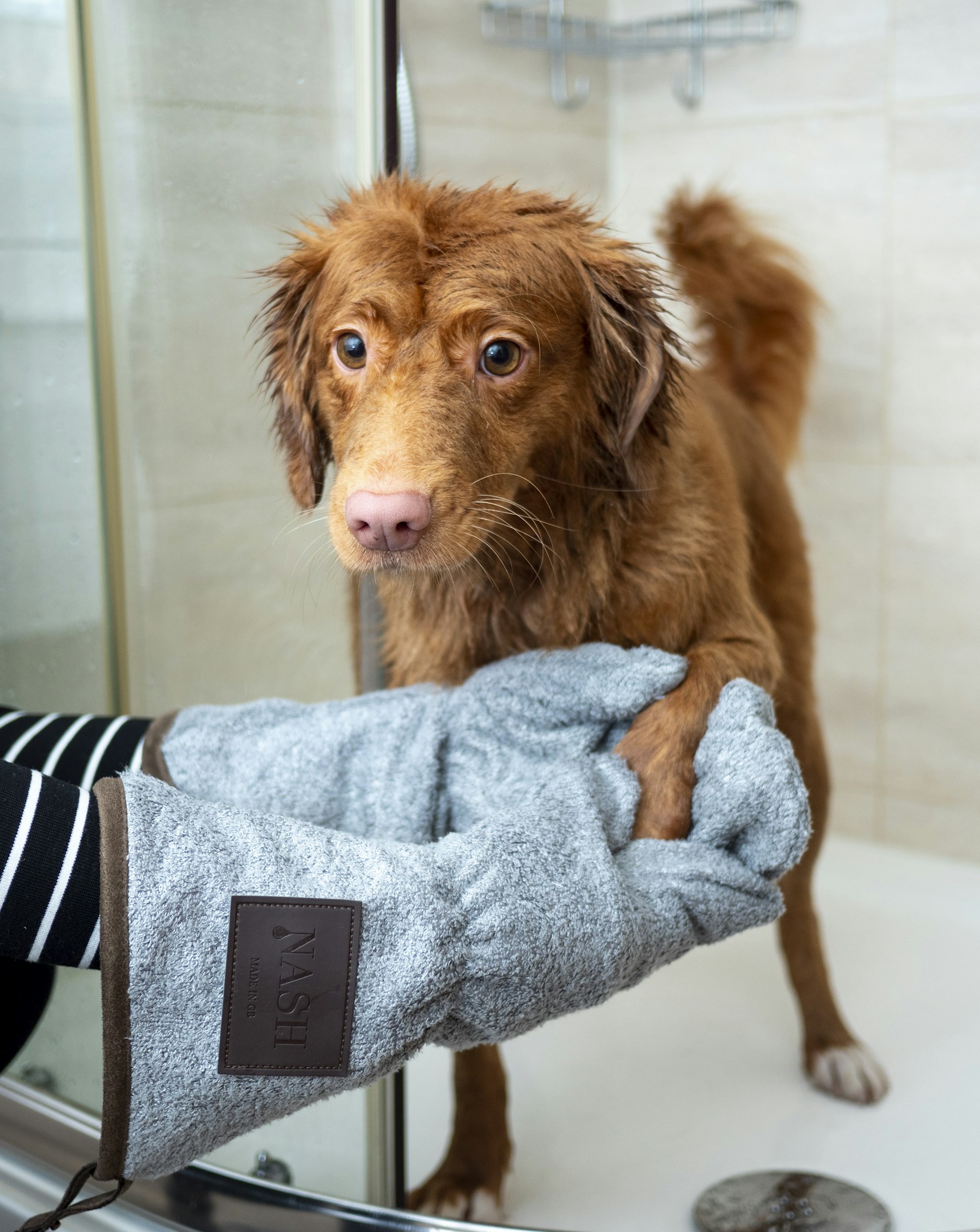 Happy Trails Mobile Grooming demo preview